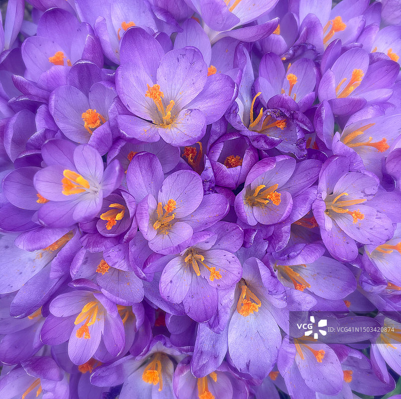 紫色开花植物全画幅照片图片素材