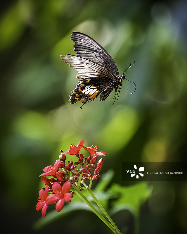蝴蝶在泰国曼谷采蜜特写图片素材
