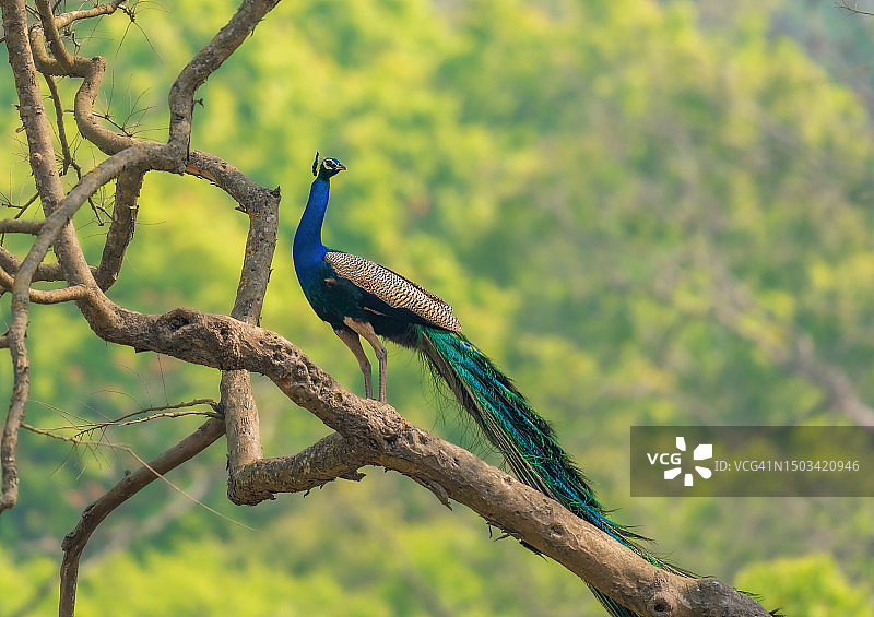 印度吉姆·科比特国家公园栖息在树枝上的孔雀特写图片素材