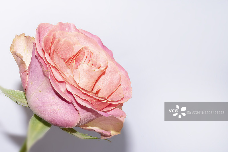 白色背景下的粉色玫瑰特写，塞尔维亚图片素材