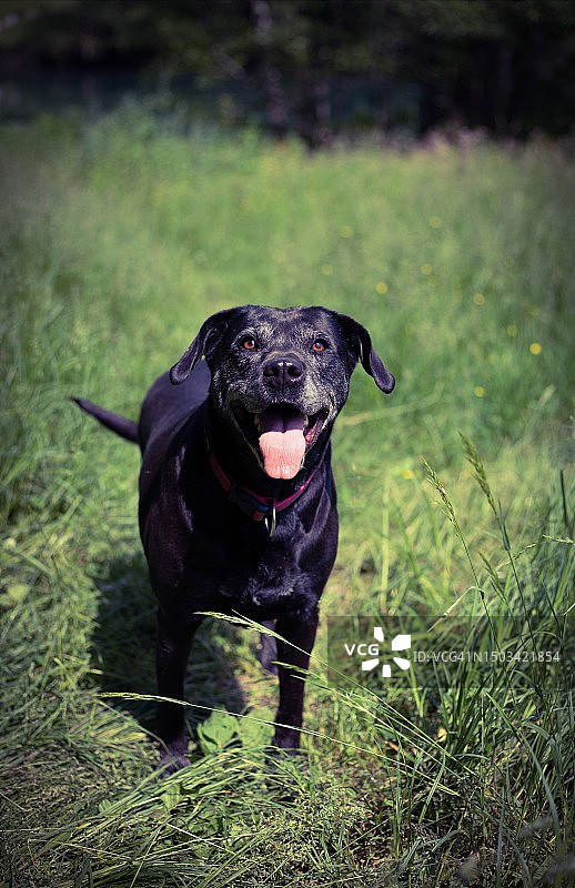 站在克罗地亚田野上的拉布拉多寻回犬肖像图片素材