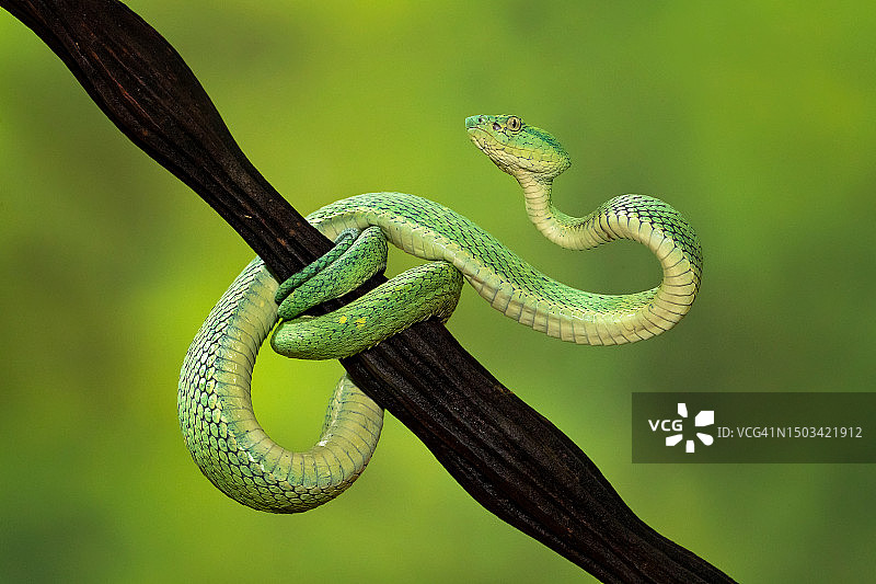 哥斯达黎加树上蝰蛇特写图片素材