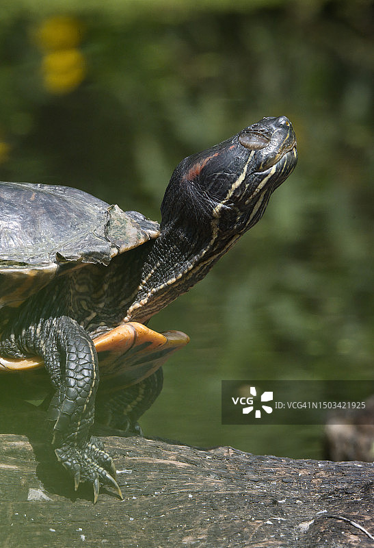 岩石上的龟壳特写，大曼彻斯特，英国图片素材