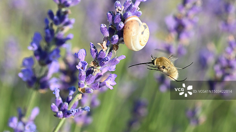 蝴蝶在紫色花朵上采蜜特写图片素材