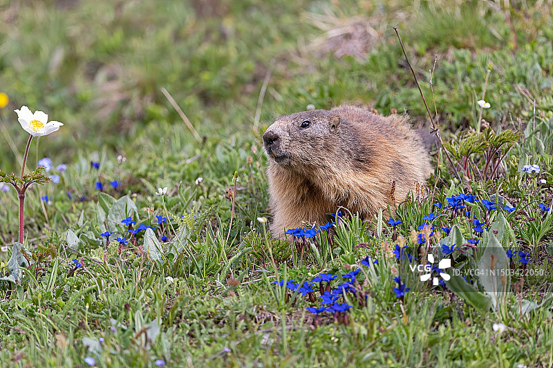 草地上阿尔卑斯旱獭特写（意大利皮埃蒙特）图片素材