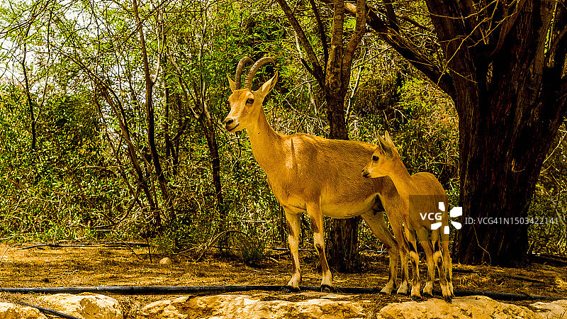 站在以色列马萨达国家公园田野中的鹿的肖像图片素材
