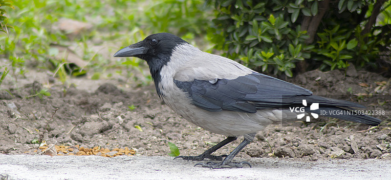 栖息在田野上的乌鸦近景，土耳其图片素材