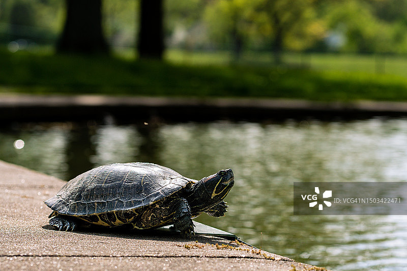 滑龟在人行道上的特写图片素材