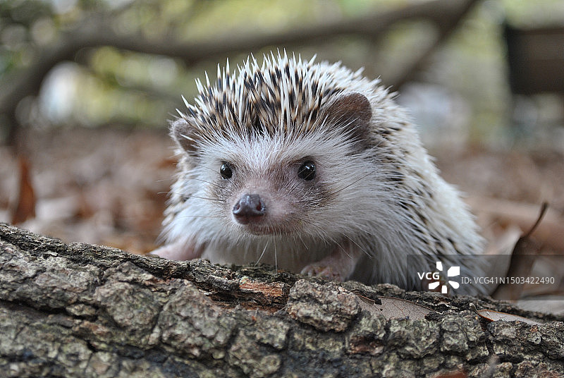 刺猬在树干上的特写，美国南卡罗来纳州图片素材