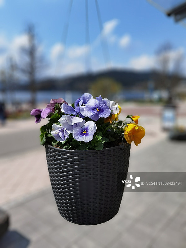 弗莱堡人行道上篮子里的紫色开花植物特写，德国图片素材