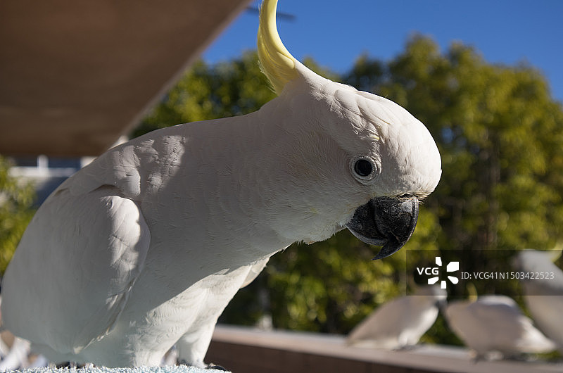 户外栖息的凤头鹦鹉特写图片素材