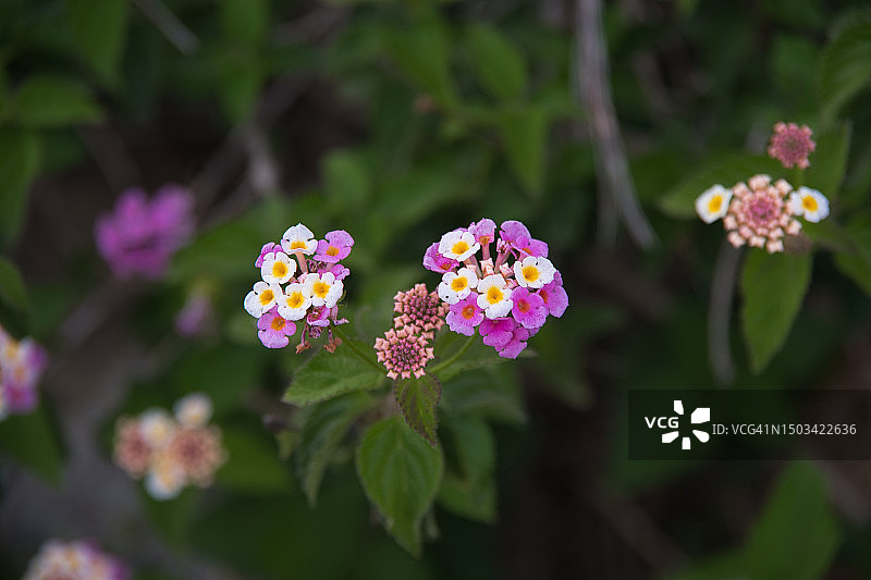 西班牙塔拉戈纳拉皮内达粉色植物特写图片素材