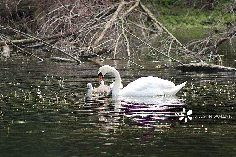 德国杜伊斯堡湖中两只天鹅图片素材