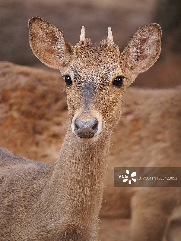 中国的鹿的特写肖像图片素材