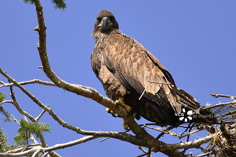 蒙大拿州莱克县秃鹰栖息在树枝上的低角度景观图片素材