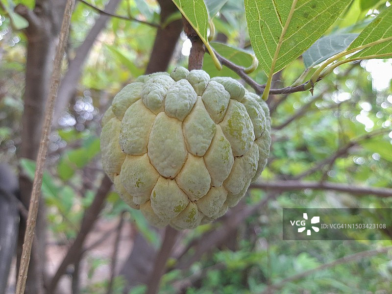 印度泰米尔纳德邦树上的水果特写图片素材