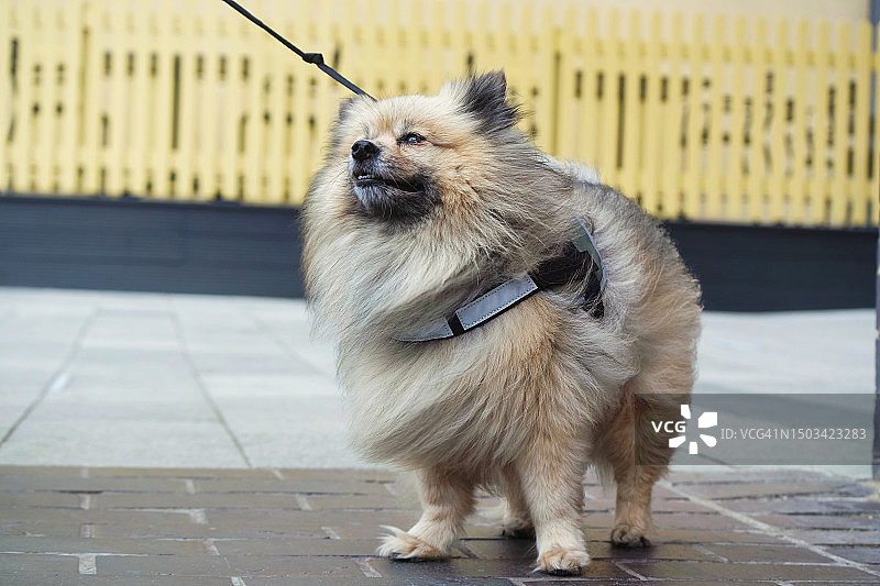 人行道上的兔子特写，伦敦，英国图片素材