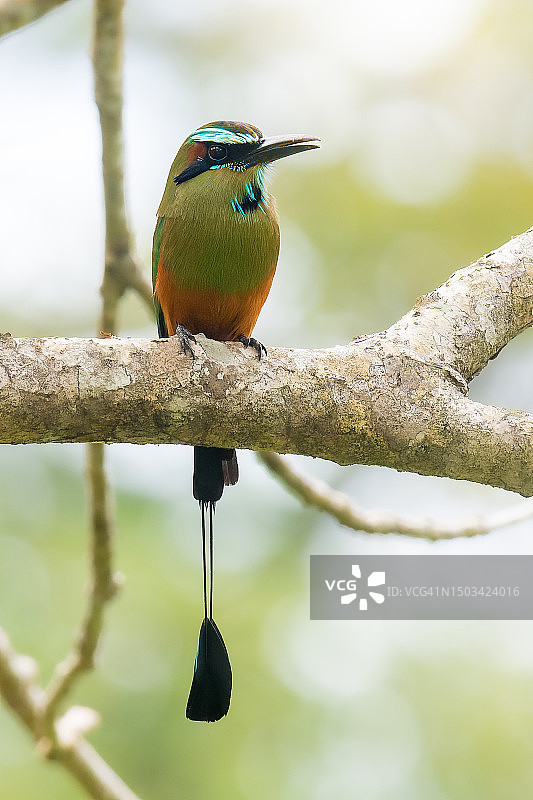 栖息在树枝上的蜜蜂特写，哥斯达黎加图片素材