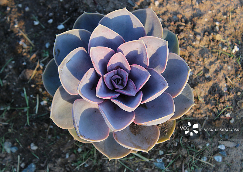 加拿大新斯科舍省哈利法克斯区域 municipality 多肉植物高角度景观图片素材