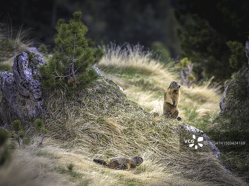 意大利田野植物的特写图片素材