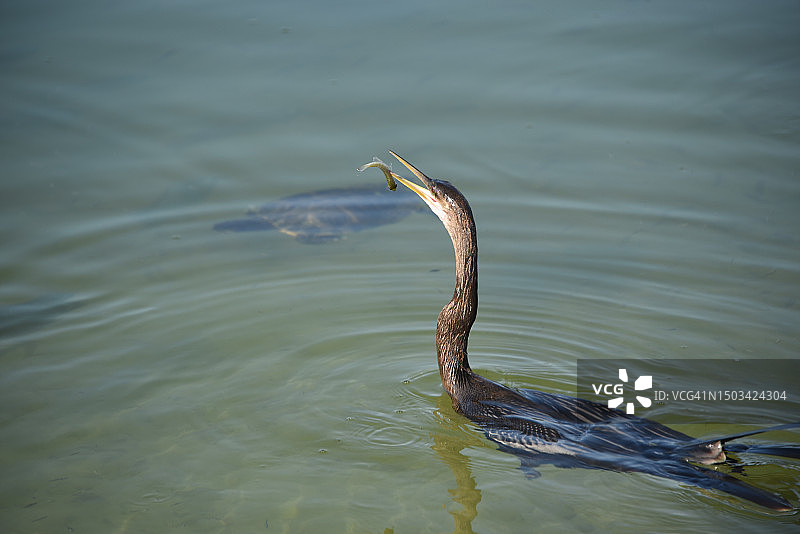 佛罗里达州水面上的凤头䴙䴘图片素材