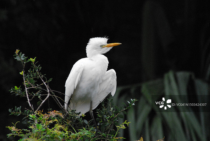 栖息在树上的大白鹭特写，美国佛罗里达州图片素材