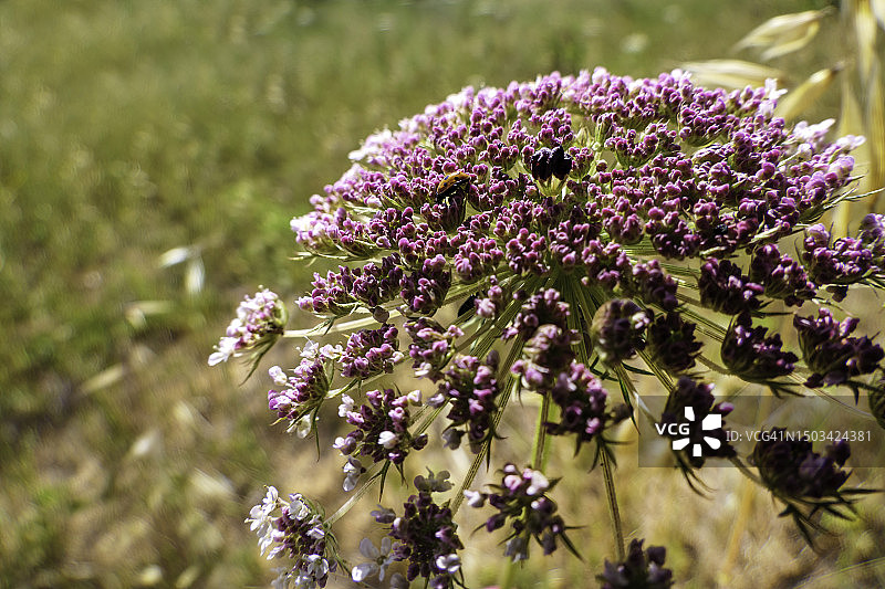 紫色开花植物的田野特写图片素材