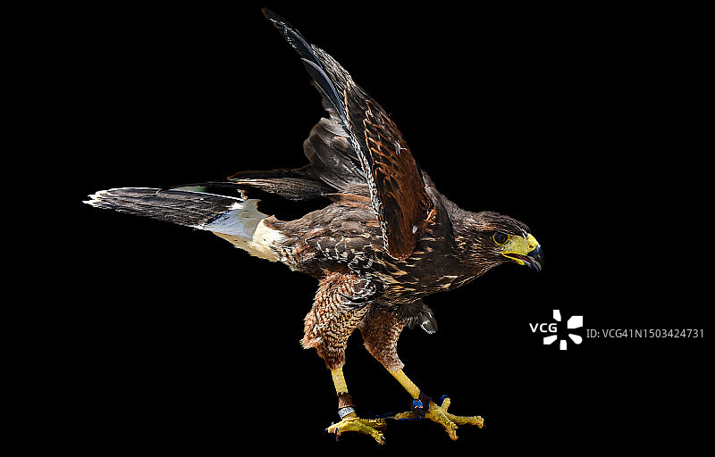 猎鹰飞过黑色背景特写，西班牙图片素材