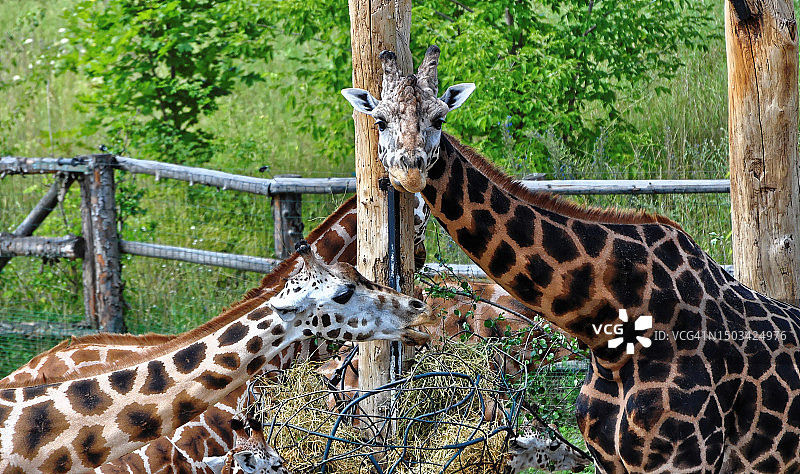 两只长颈鹿图片素材