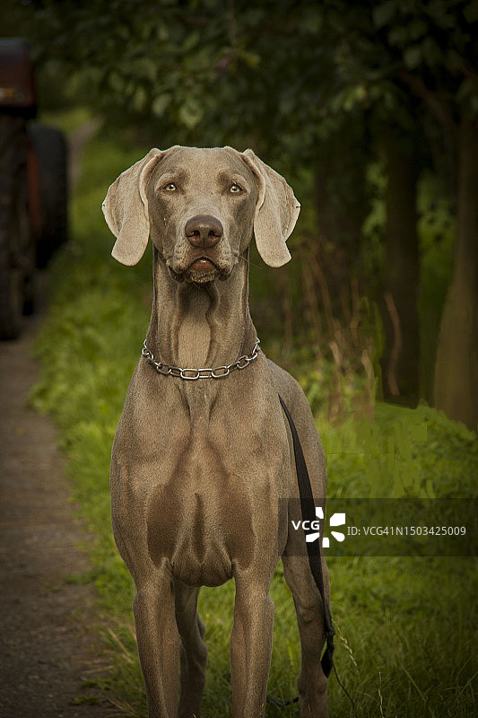站在德国田野上的魏玛犬肖像图片素材