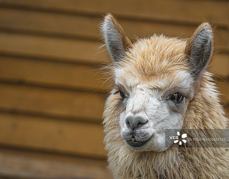 袋鼠特写图片素材