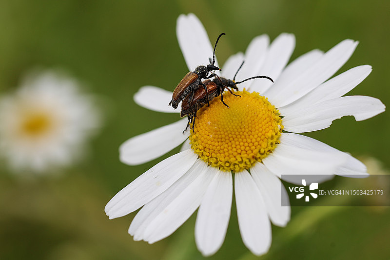 捷克共和国，白花上的昆虫特写图片素材