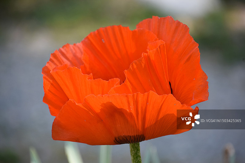 橙色罂粟特写，美国图片素材