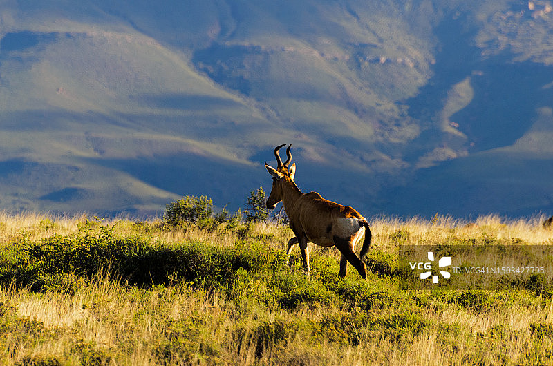站在田野上的鹿的侧视图图片素材
