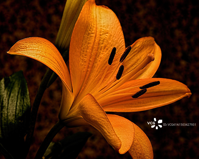 萱草特写图片素材