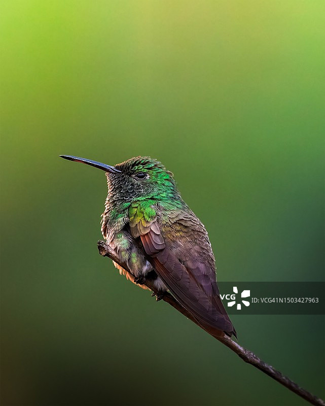 蜂鸟栖息在墨西哥城植物上的特写图片素材