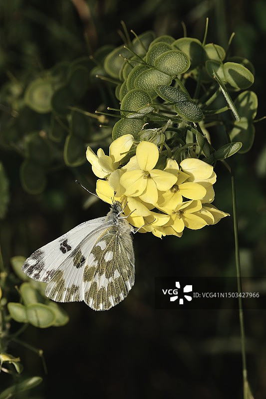蝴蝶在黄花上授粉的特写图片素材
