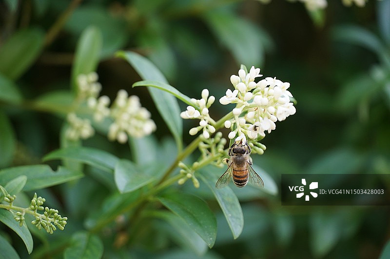 白花上的蜜蜂特写，德国下萨克森州图片素材