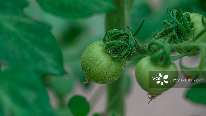 植物上生长的番茄特写，保加利亚图片素材