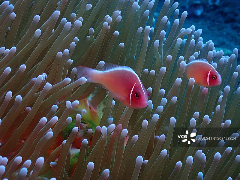 海葵鱼在海中畅游的特写图片素材