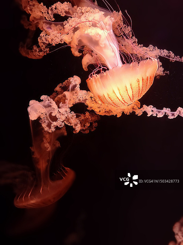 特写：水族馆中游泳的水母，美国密苏里州格林县图片素材