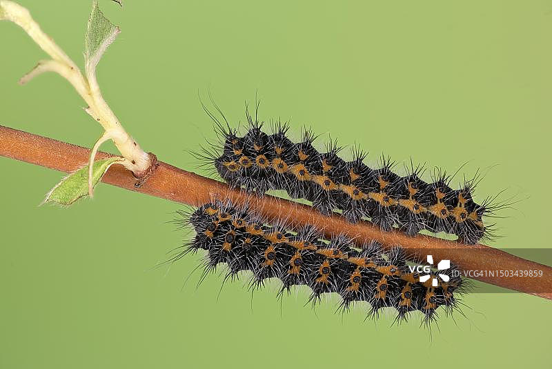 德国下萨克森州银柳上的小帝王蛾幼虫三龄皮图片素材