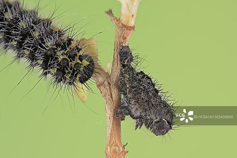 小皇蛾（Saturnia pavonia）毛虫3龄，附带毛虫皮，在银柳（Salix alba subsp. Vitellina）上，德国下萨克森图片素材