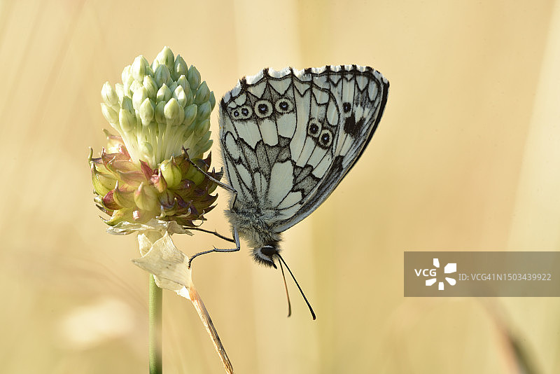 黑脉园网蛱蝶图片素材