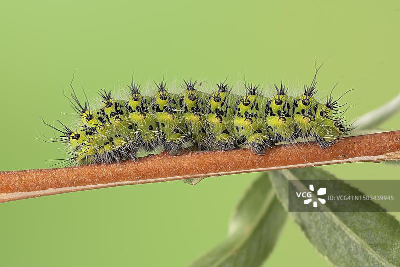 银柳上的小皇蛾毛毛虫（第四阶段）图片素材