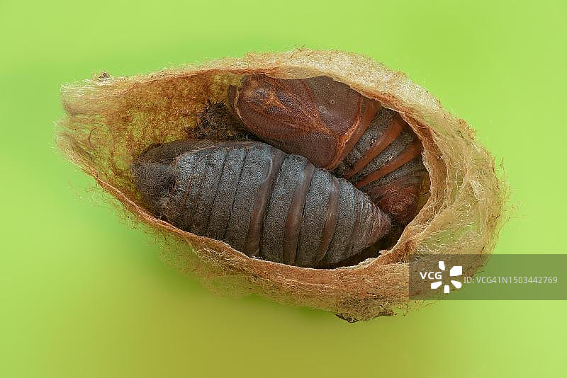 小皇蛾的茧，切开后可见两个蛹和毛虫皮，德国下萨克森州图片素材