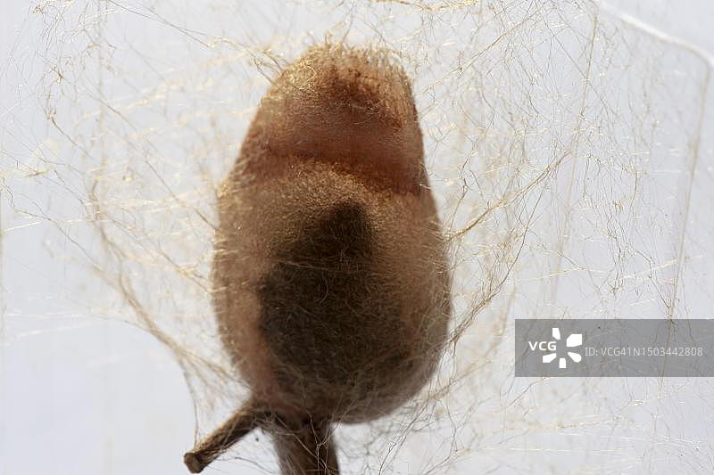 小豹纹蛾幼虫在逆光下未完成的茧，德国下萨克森图片素材