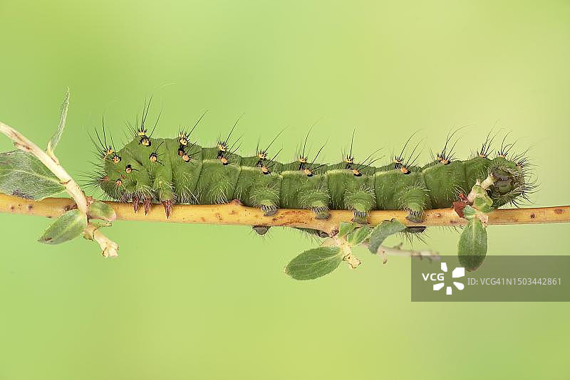 德国下萨克森，银柳上的小皇蛾毛虫（第五阶段，7厘米）图片素材