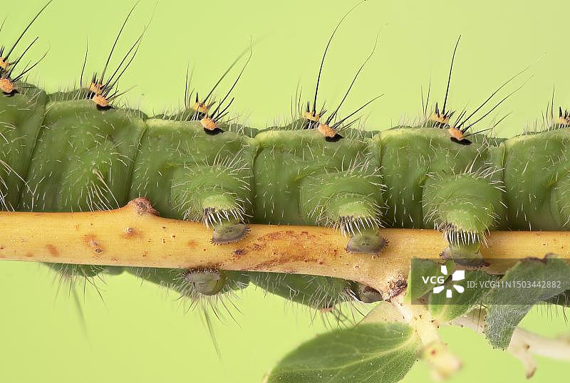 小皇蛾幼虫（第五阶段）腹足细节，在银柳上，德国下萨克森州图片素材