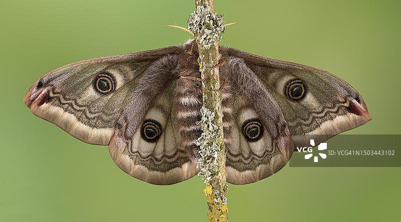 小皇蛾（雌性，仰视），德国下萨克森图片素材